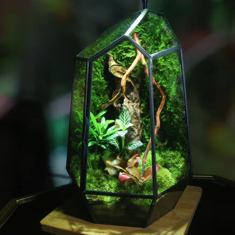 Moderner geometrischer, von der Natur inspirierter botanischer Terrarium