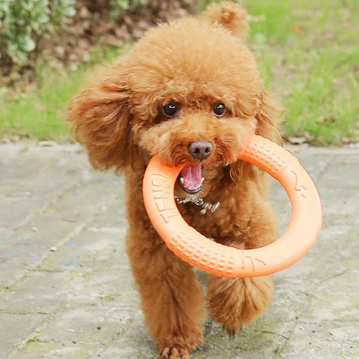 Schwebender EVA Trainingsring für Hunde Karnz