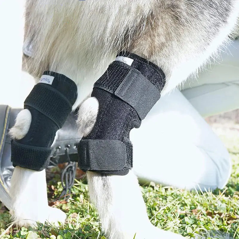 Orthopädische Gelenkstütze für Hunde stabilisierender Karnz