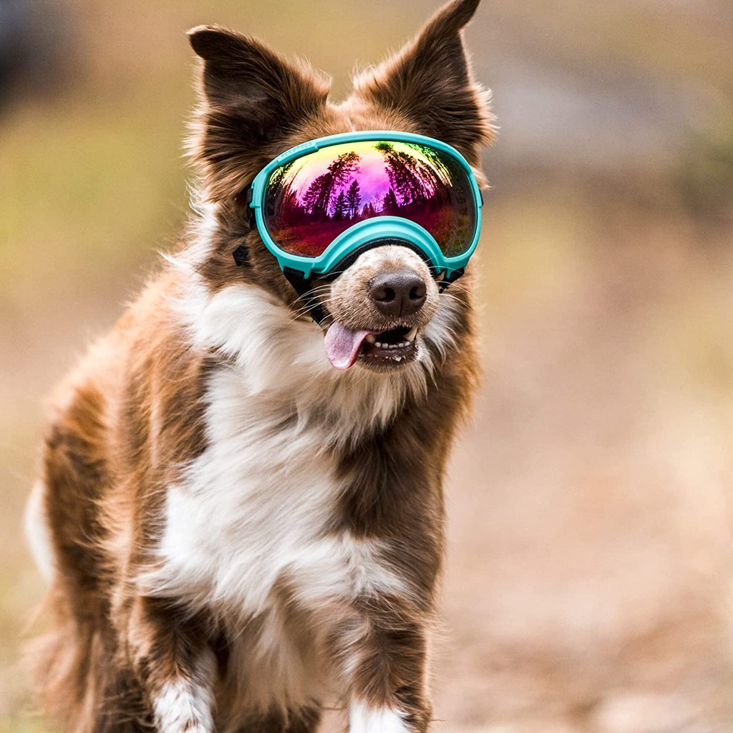 Hunde-Sonnenbrille mit UV-Schutz winddicht verstellbar Karnz