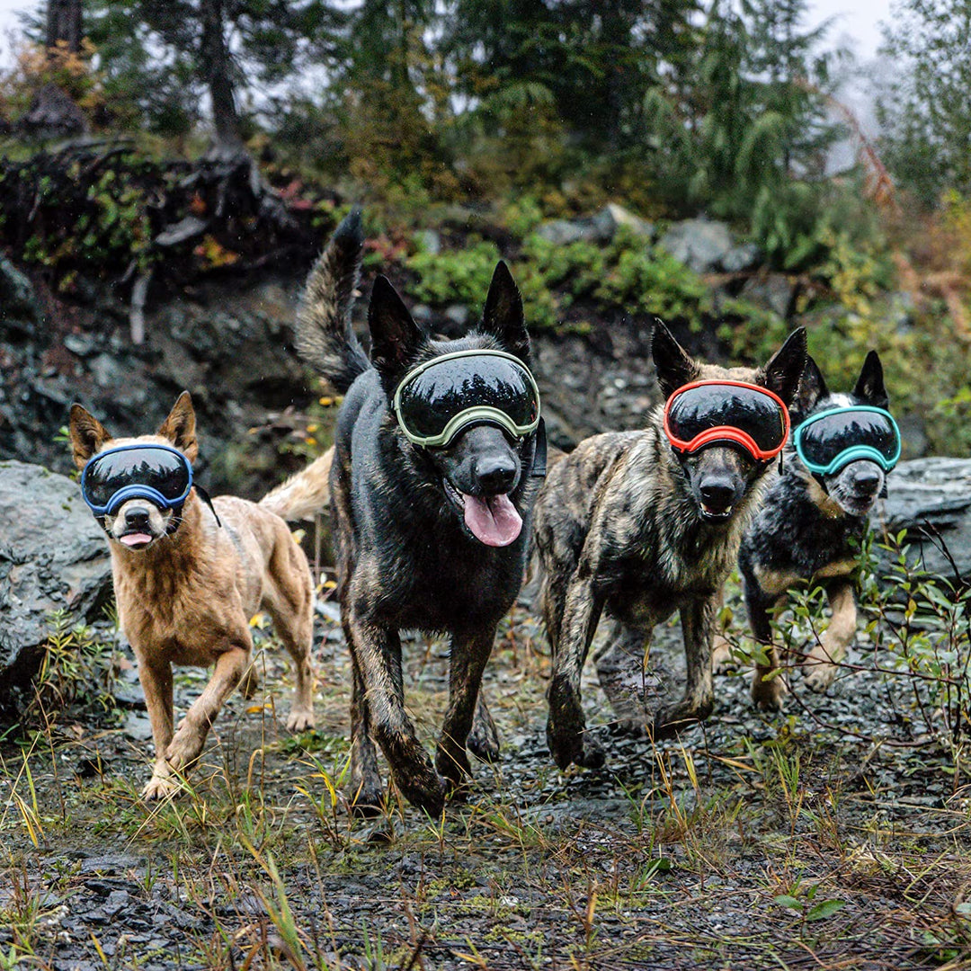 Hunde-Sonnenbrille mit UV-Schutz winddicht verstellbar Karnz
