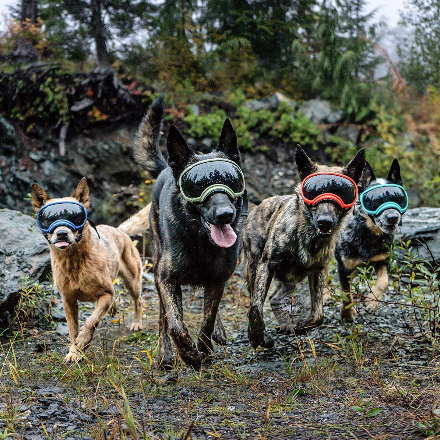 Hunde-Sonnenbrille mit UV-Schutz winddicht verstellbar Karnz