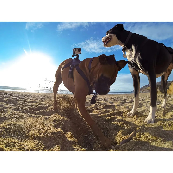Action-Cam Hundegeschirr mit 360° Perspektive Karnz