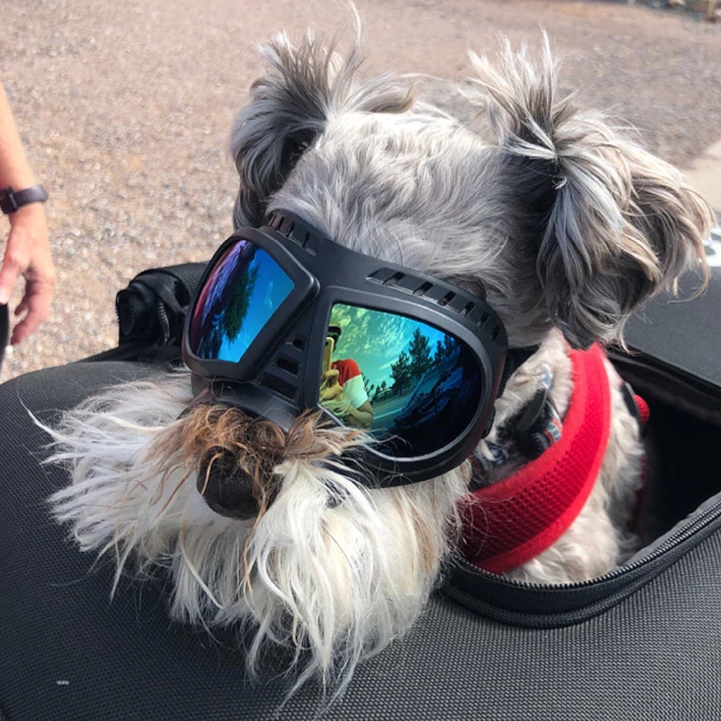 Karnz Shadow Dog Brille