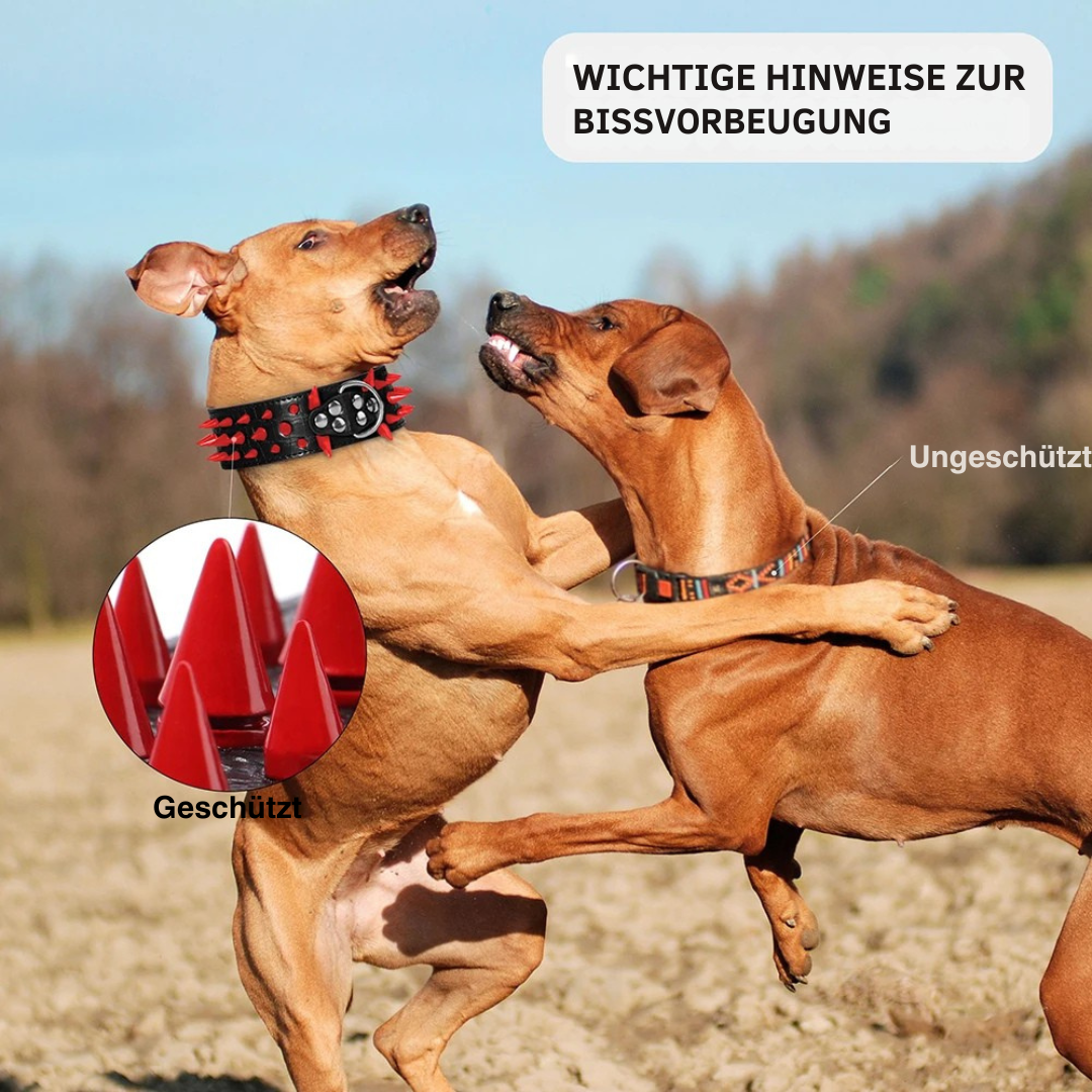 Hundehalsband mit Nieten für große Hunde Karnz
