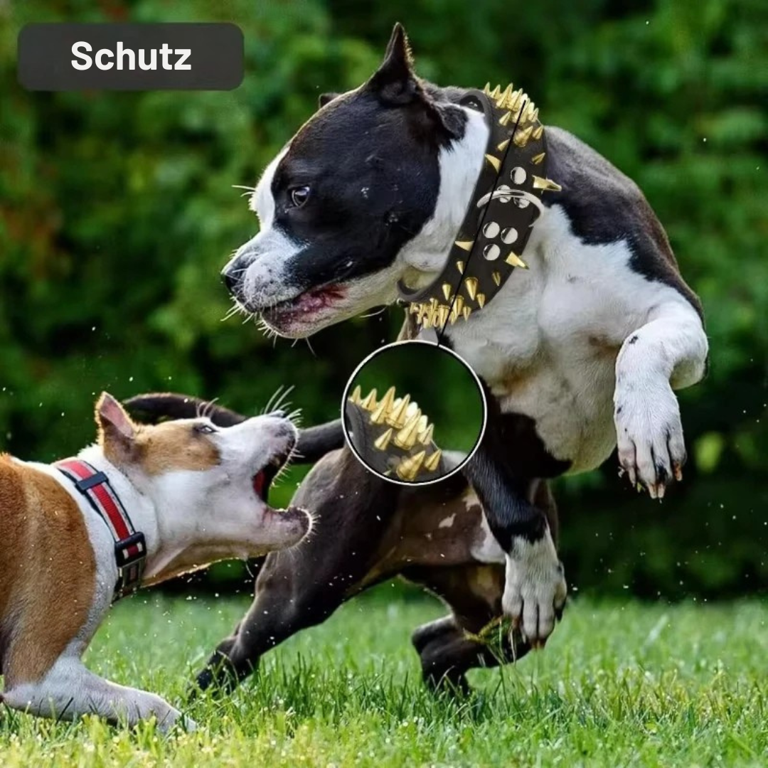 Hundehalsband mit Nieten für große Hunde Karnz