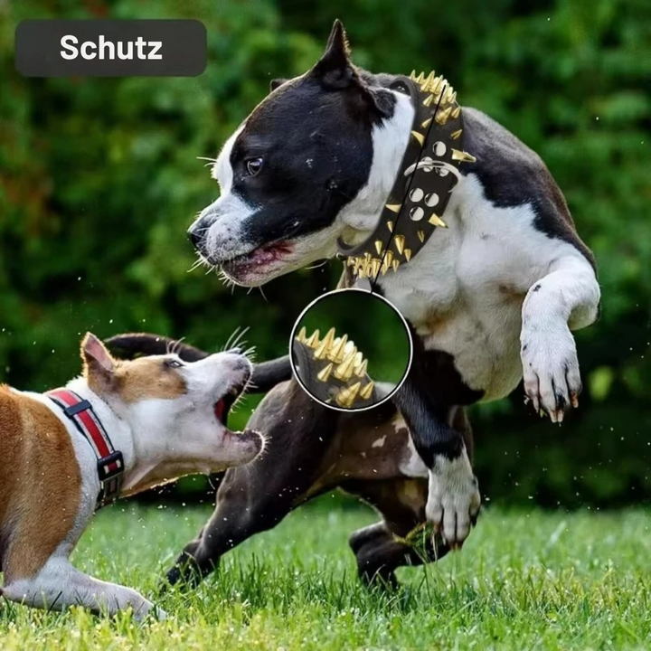 Hundehalsband mit Nieten für große Hunde Karnz