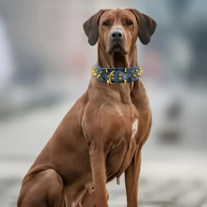 Hundehalsband mit Nieten für große Hunde Karnz