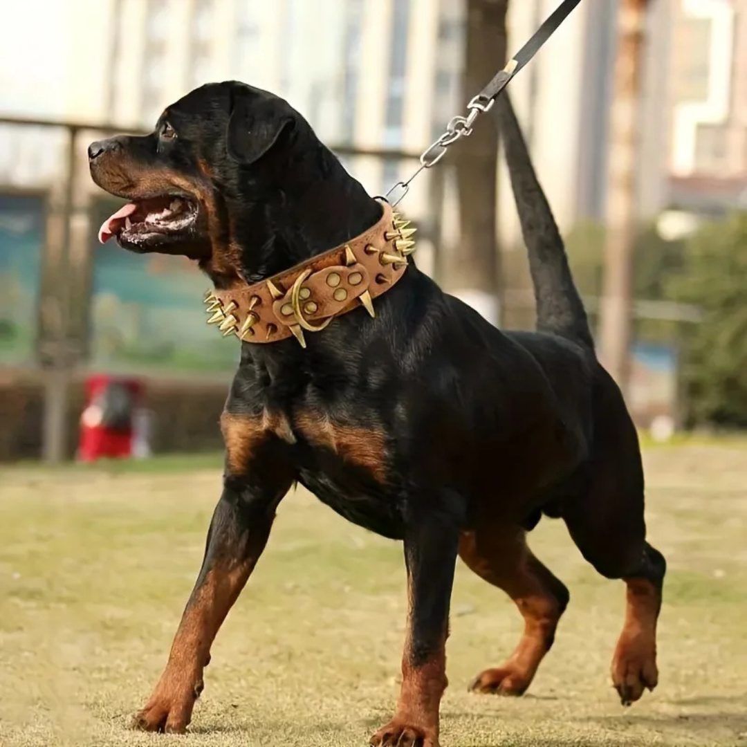 Hundehalsband mit Nieten für große Hunde Karnz