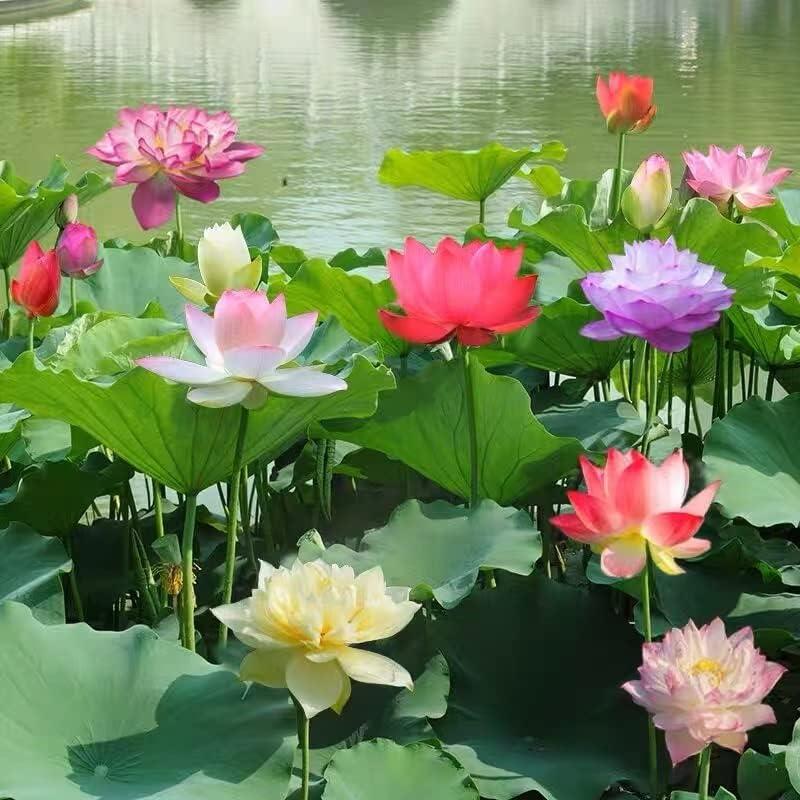 LotusWaters – Bonsai Wasser Garten Samen für Teich und Balkon | Karnz