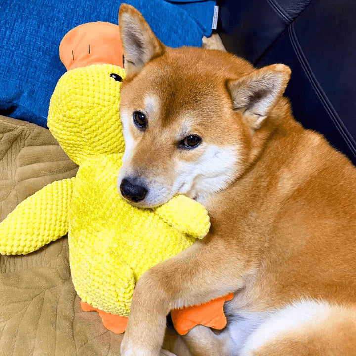 Beruhigender Enten für Hunde