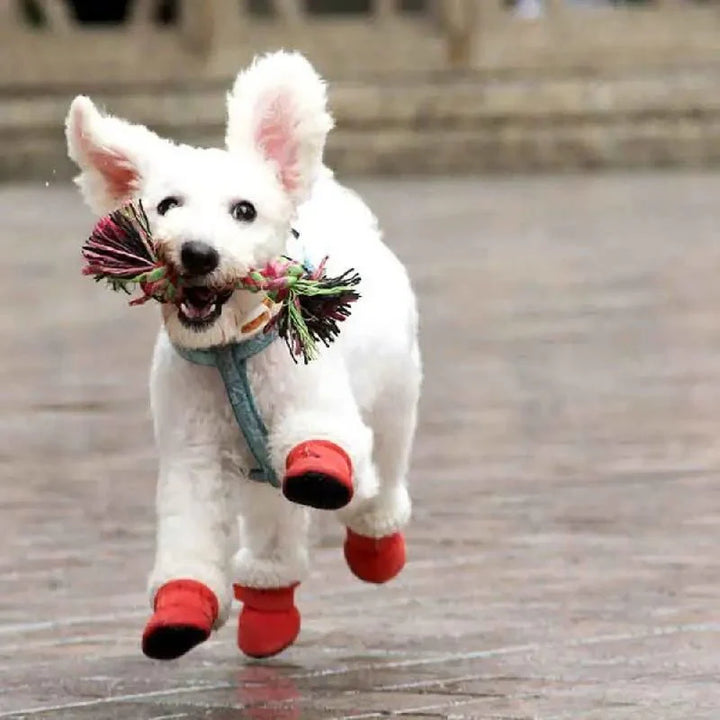 CozyPaws • Hund wasserdichte Stiefel