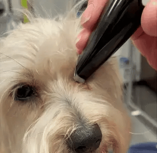 Haarschneider für stressfreies Grooming | Karnz