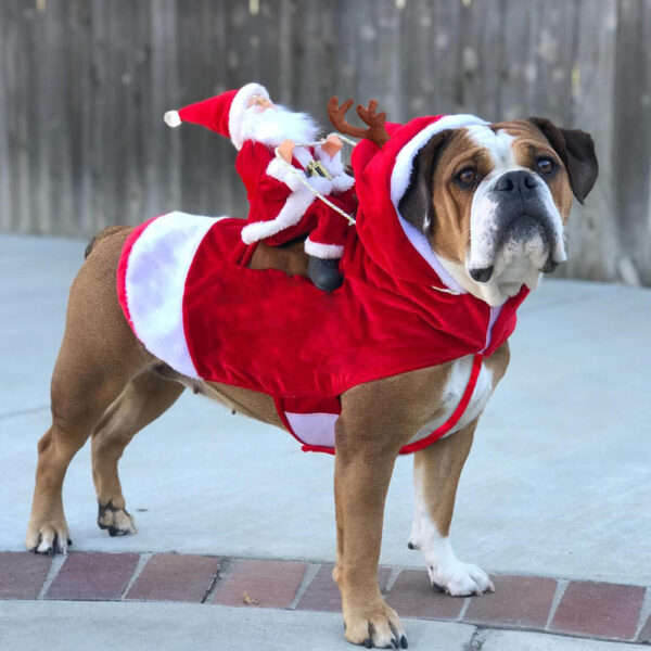 Hund Weihnachtsmann Kostüm | Karnz