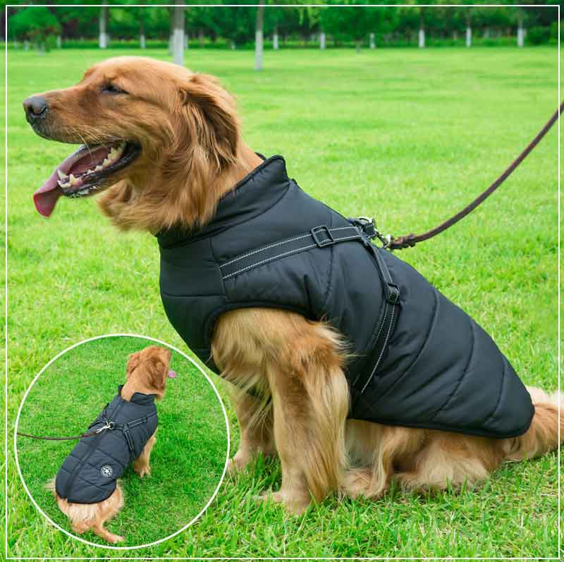 Winter Hundejacke mit Geschirr | Karnz