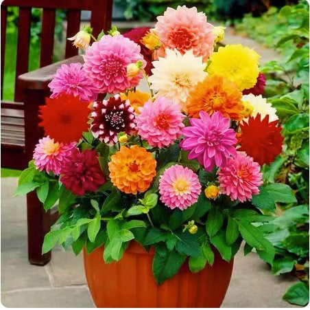 Stockrosensamen, gefüllt, verschiedene Farben
