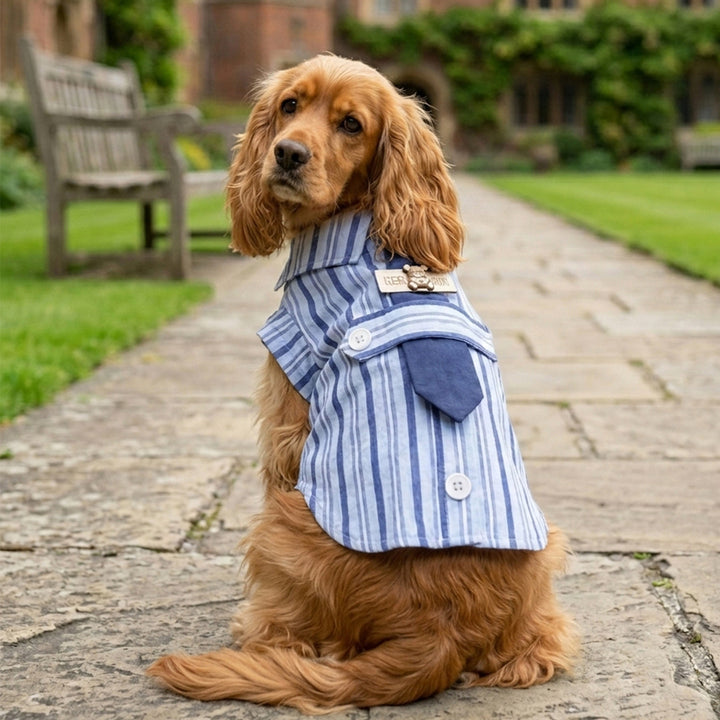 Hunde-Hemd, Frühling/Sommer, Gentleman-Stil