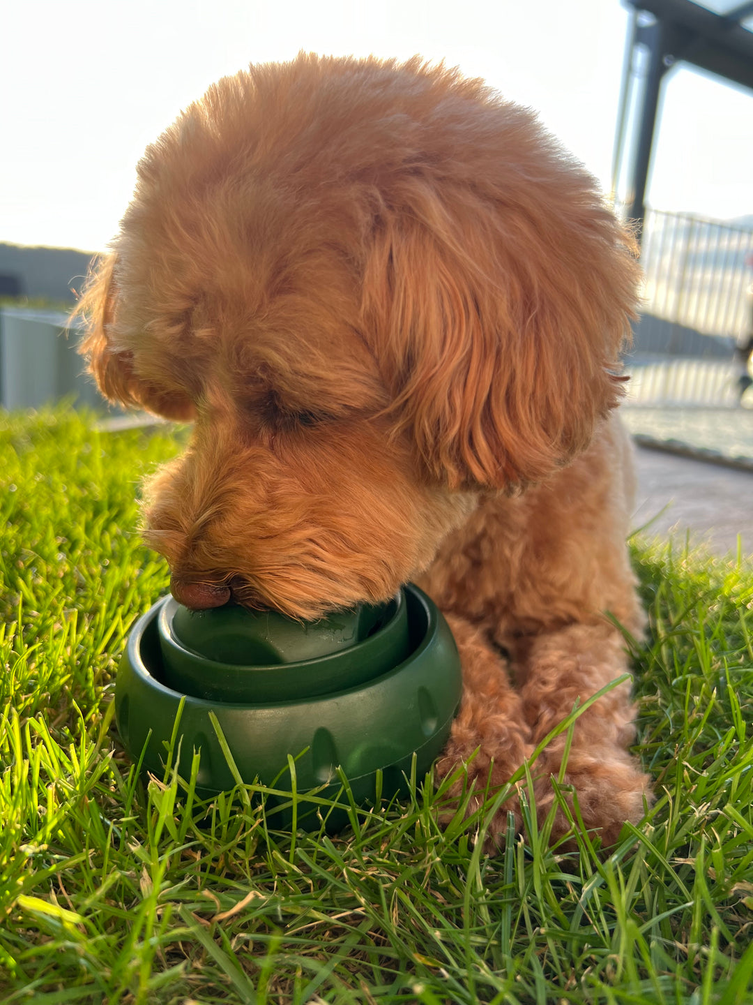 Behandlungsleckball für Hunde | Langlebig, Wiederverwendbar, Sommerspaß | Karnz