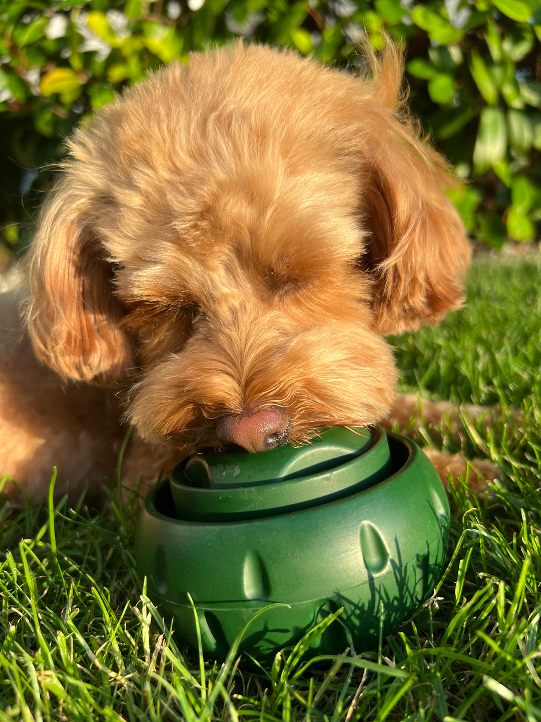 Behandlungsleckball für Hunde | Langlebig, Wiederverwendbar, Sommerspaß | Karnz