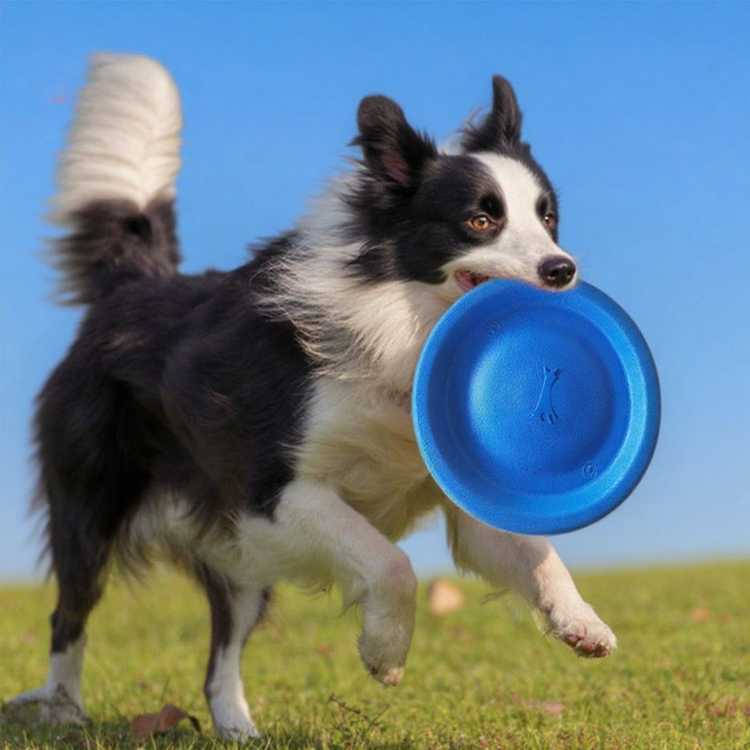 EVA-Trainingsfrisbee für Hunde, weich, bissfest