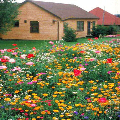 Stockrosensamen, gefüllt, verschiedene Farben