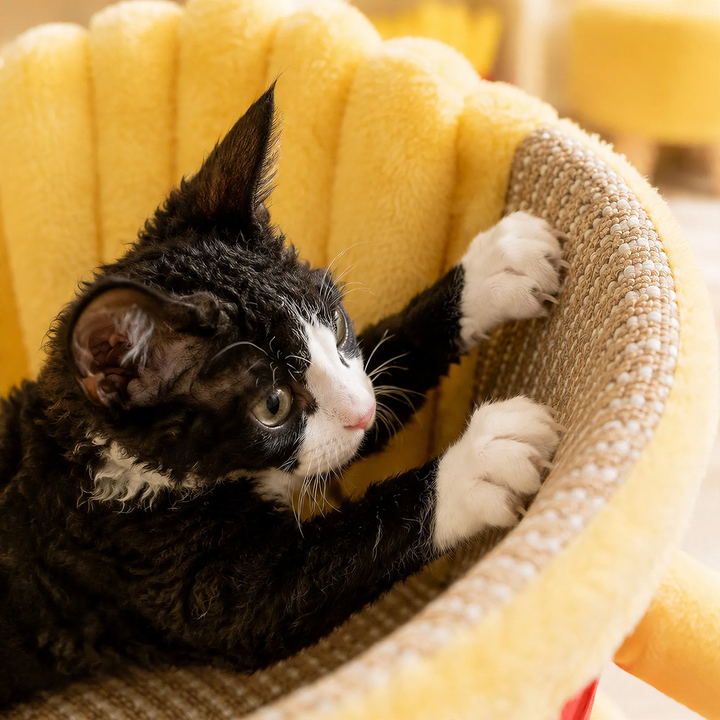 Katzenbett mit Kratzmöglichkeit und Spielfunktion