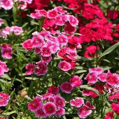 Stockrosensamen, gefüllt, verschiedene Farben