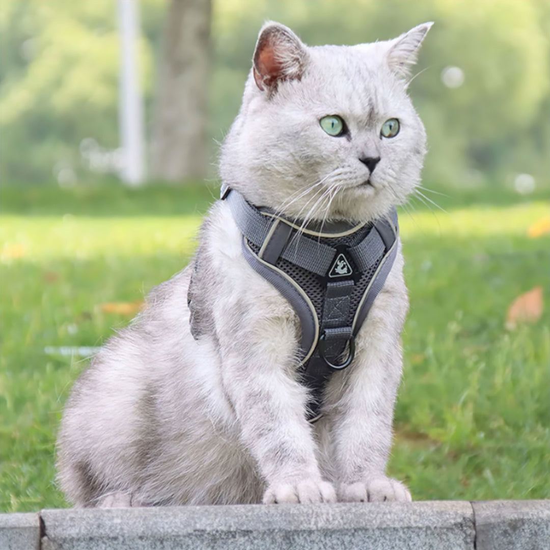 Karnz Comfort Katzengeschirr