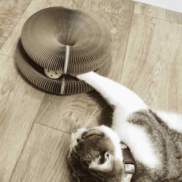 Katzenspielzeug | Karnz