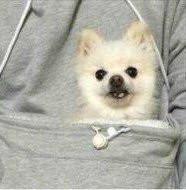 Der Doggie Kangaroo Hoodie | Karnz