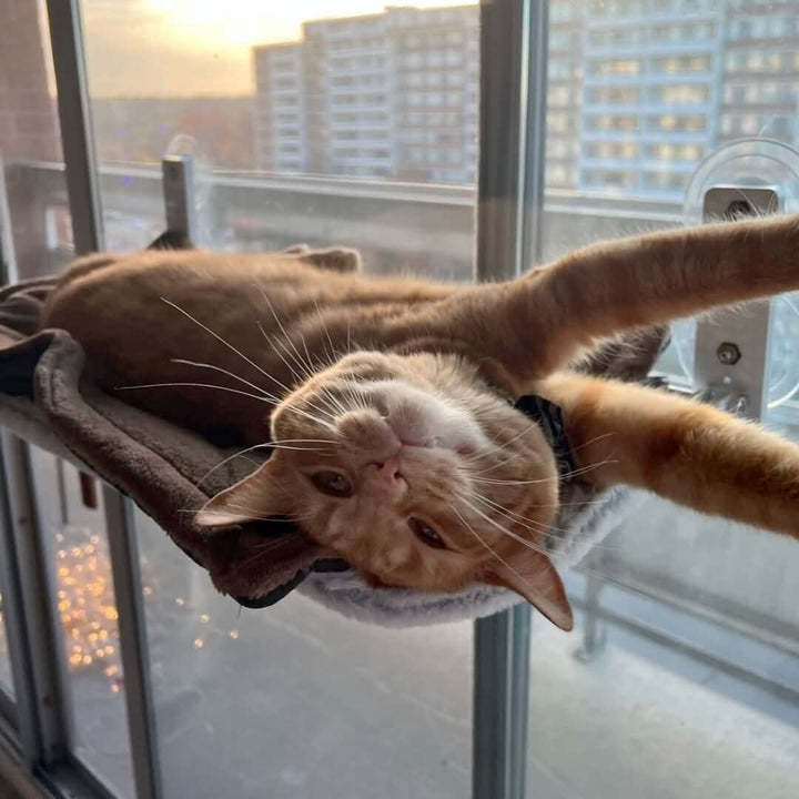 PAWPERCH – Faltbare Fensterhängematte für Katzen mit Aussicht und Komfort