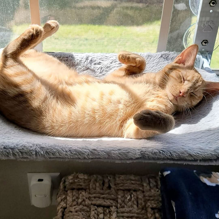 PAWPERCH – Faltbare Fensterhängematte für Katzen mit Aussicht und Komfort