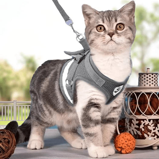 Ausbruchsicheres Katzengeschirr mit reflektierenden Details