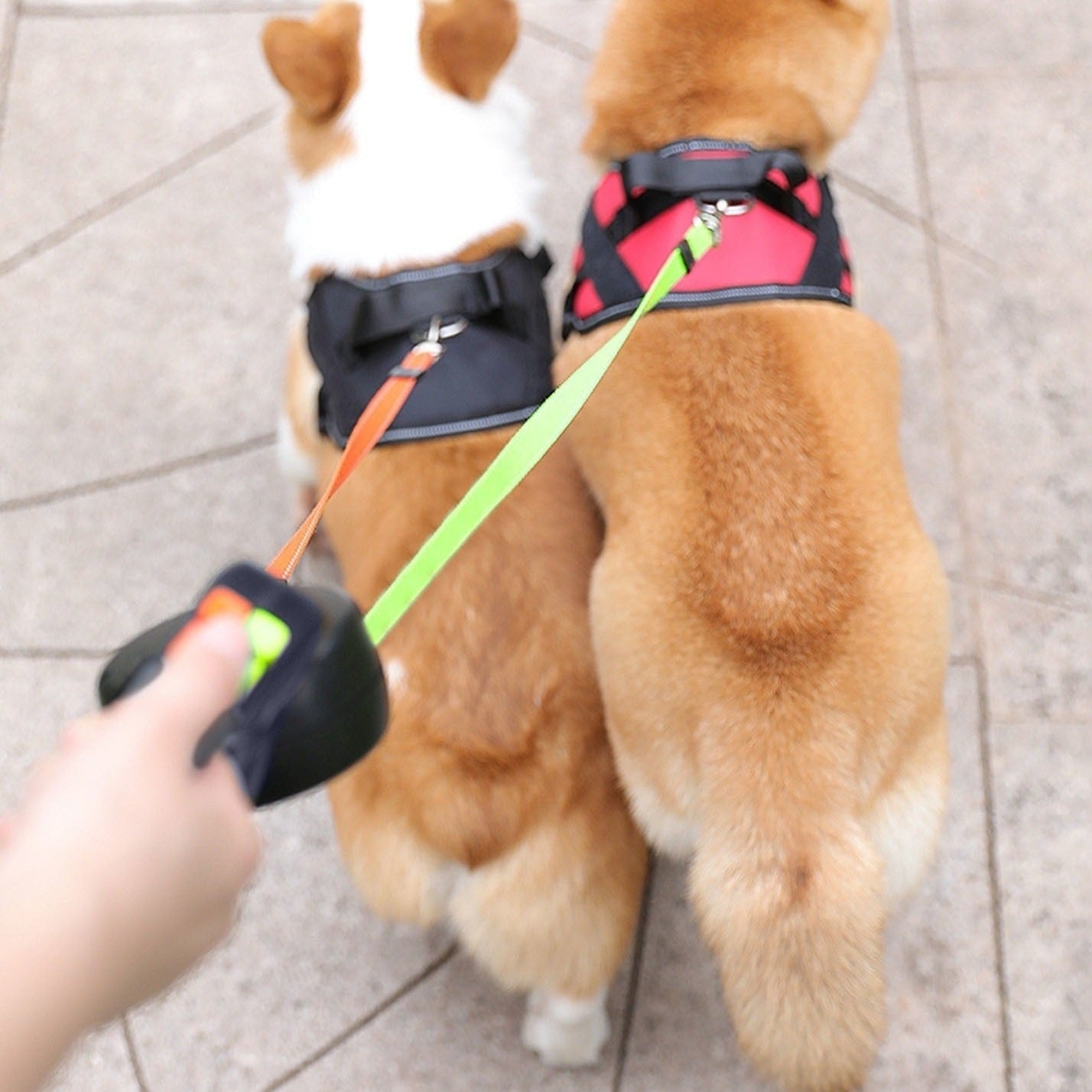 DuoLijn LED Dual Retractable Leine für Hunde und Katzen mit 360° Rotationsmechanismus 3 Meter | Karnz