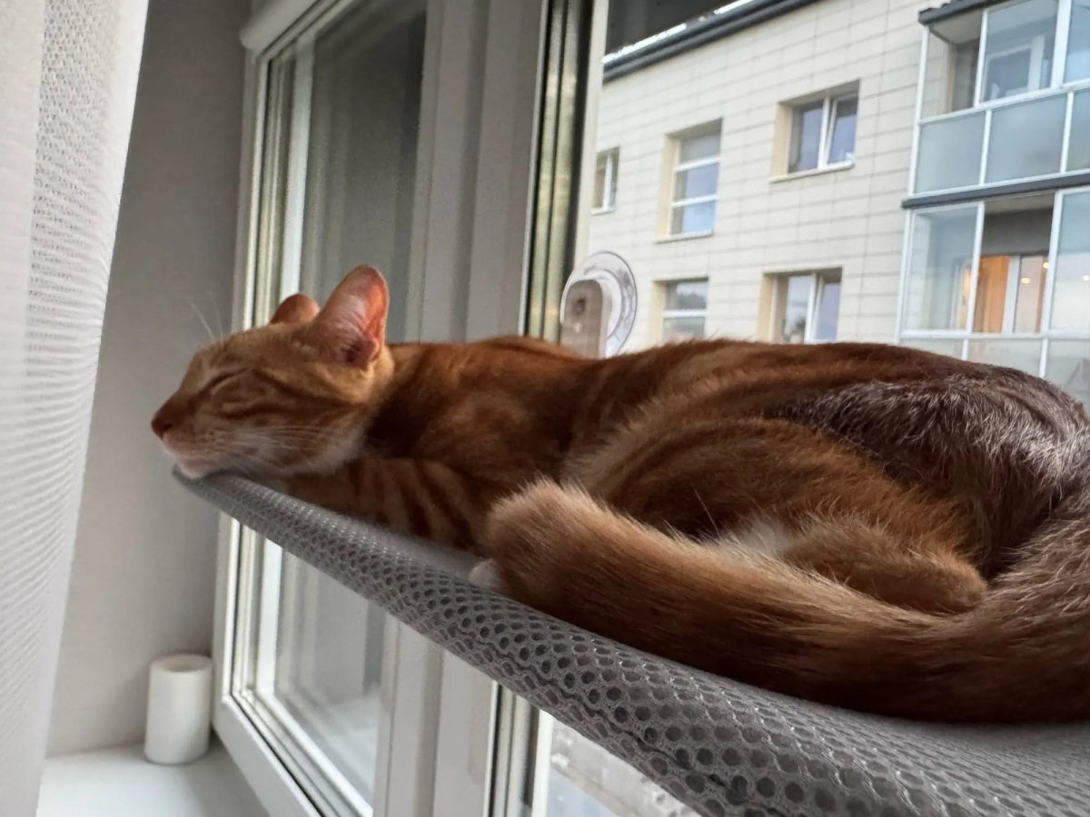 PAWPERCH – Faltbare Katzenhängematte mit wandfreundlicher Halterung | Fenstersitz ohne Bohren