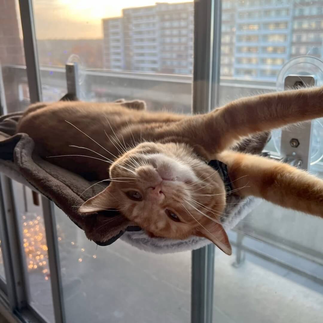 PAWPERCH – Faltbare Katzenhängematte mit wandfreundlicher Halterung | Fenstersitz ohne Bohren