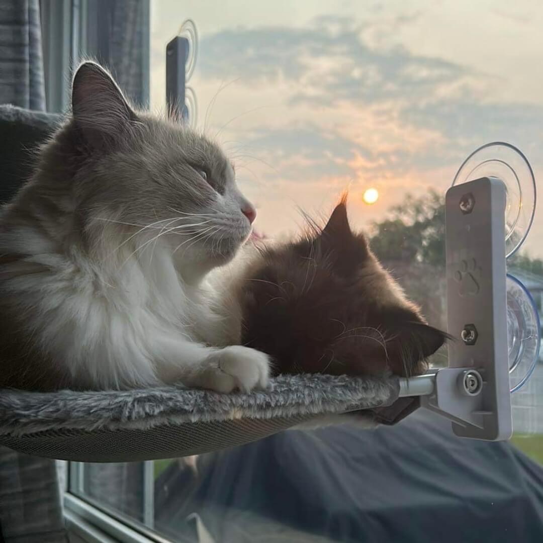 PAWPERCH – Faltbare Katzenhängematte mit wandfreundlicher Halterung | Fenstersitz ohne Bohren