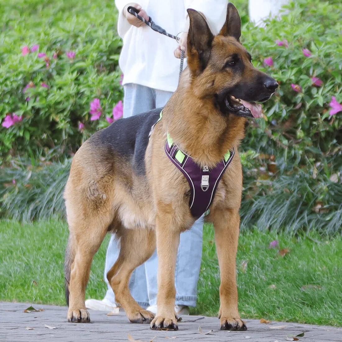 PawsControl - Das ultimative Anti-Zieh-Hundegeschirr