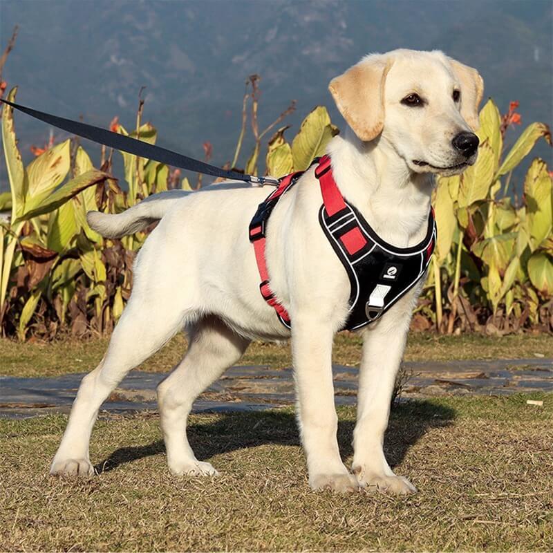 PawsControl - Das ultimative Anti-Zieh-Hundegeschirr