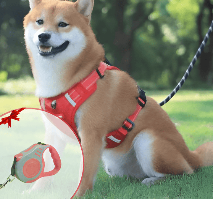 DogGrip Spazieren Sie sicher mit Ihrem Hund | Karnz