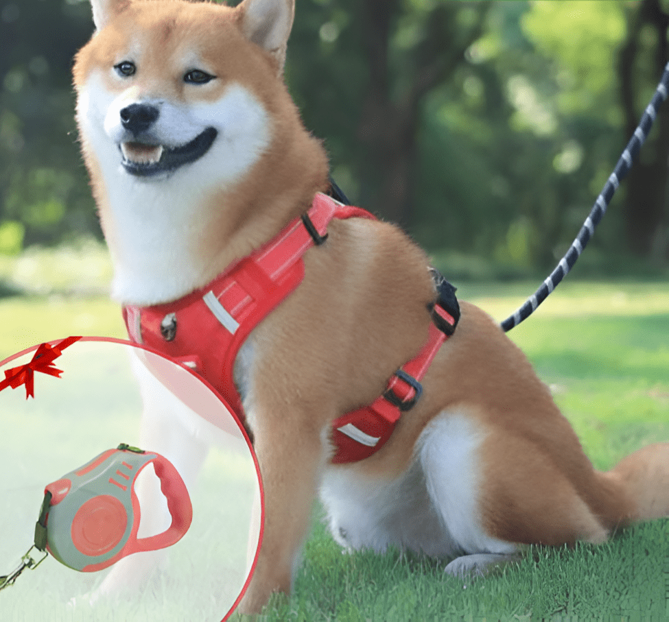 DogGrip Spazieren Sie mit Ihrem Hund sicher | Karnz
