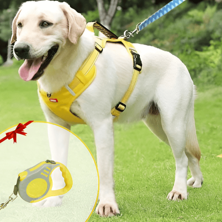 DogGrip Spazieren Sie sicher mit Ihrem Hund | Karnz