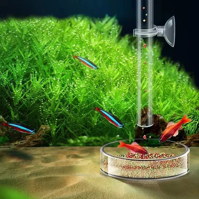 Acryl-Aquarium-Futterrohr-Schüssel Transparenter Fischtank Garnelen Schnecke Garnelenfutter-Futterschüssel Aquarium-Fütterungszubehör | Karnz