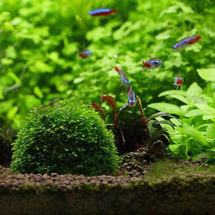 1pc Aquatische Haustierbedarf Dekorationen Aquarium Moosball lebende Pflanzen Filter für Java-Garnelen Fischtank Haustier Fischtank Dekor | Karnz