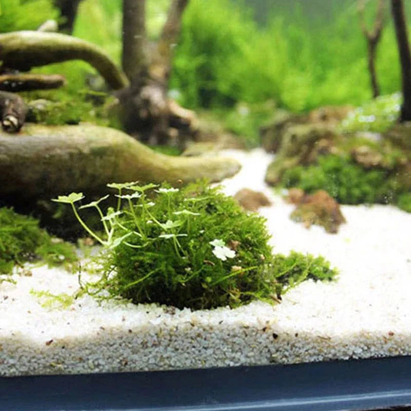1pc Aquatische Haustierbedarf Dekorationen Aquarium Moosball lebende Pflanzen Filter für Java-Garnelen Fischtank Haustier Fischtank Dekor | Karnz