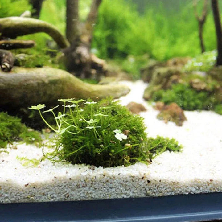 1pc Aquatische Haustierbedarf Dekorationen Aquarium Moosball lebende Pflanzen Filter für Java-Garnelen Fischtank Haustier Fischtank Dekor | Karnz
