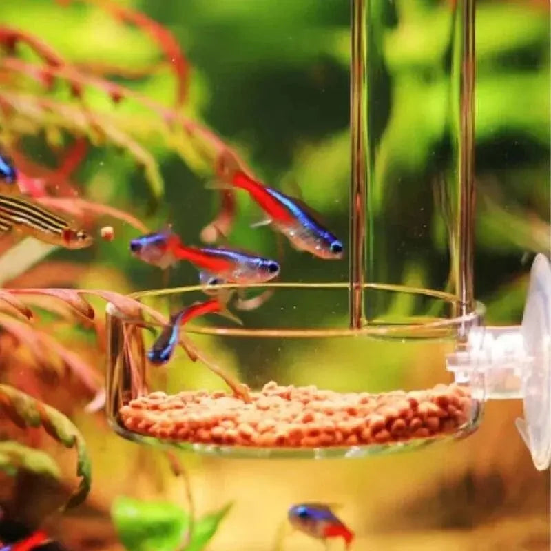 Verdickte Glas-Aquarium-Futterrohr-Schale Transparente Fischtank Garnelen Schnecken Futter Schüssel Aquarium Fischfütterungszubehör | Karnz
