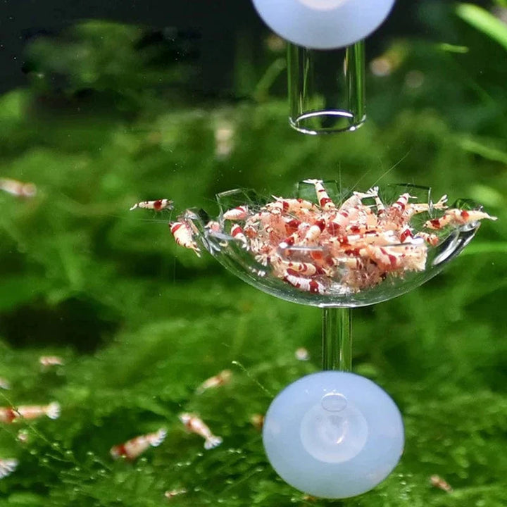 Shrimp Feeder Dish Shrimp Feed Dish Aquarium Fish Tank Shrimp Food Bowl Feeding Clear Glass Feeding Tube Dish Suction Accessory | Karnz
