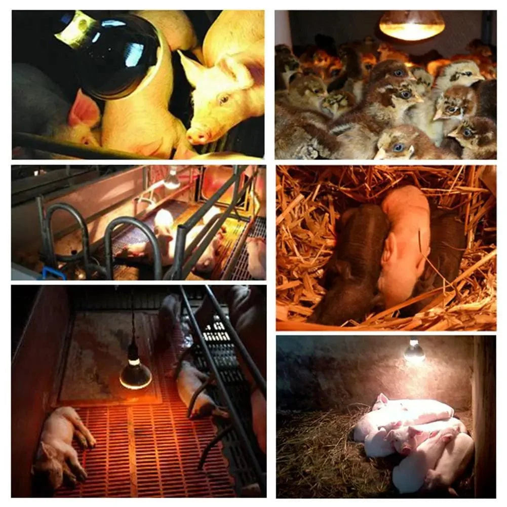 Farm Thermal Light Preservation Reptilienlebensraumlichter Hühner Infrarot Heizlicht Infrarotlampe Brutheizung Kükenlampe | Karnz