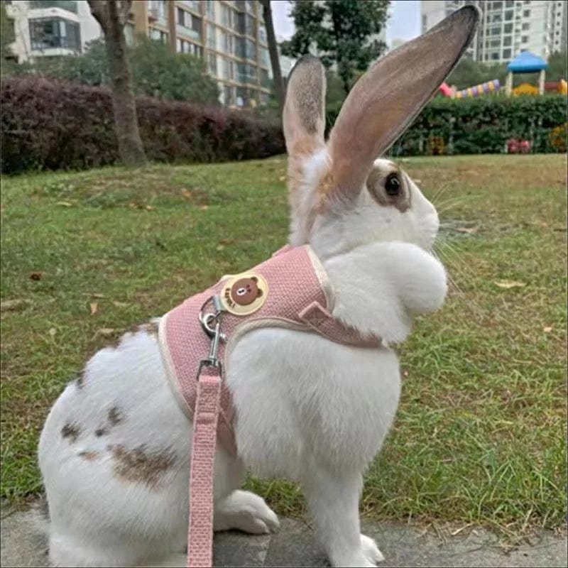 Neueste niedliche Kaninchen-Harness- und Leinen-Set Kaninchenhaustieraccessoires Weste Harnesses Kaninchenleinen für Outdoor-Spaziergänge Haustierzubehör | Karnz
